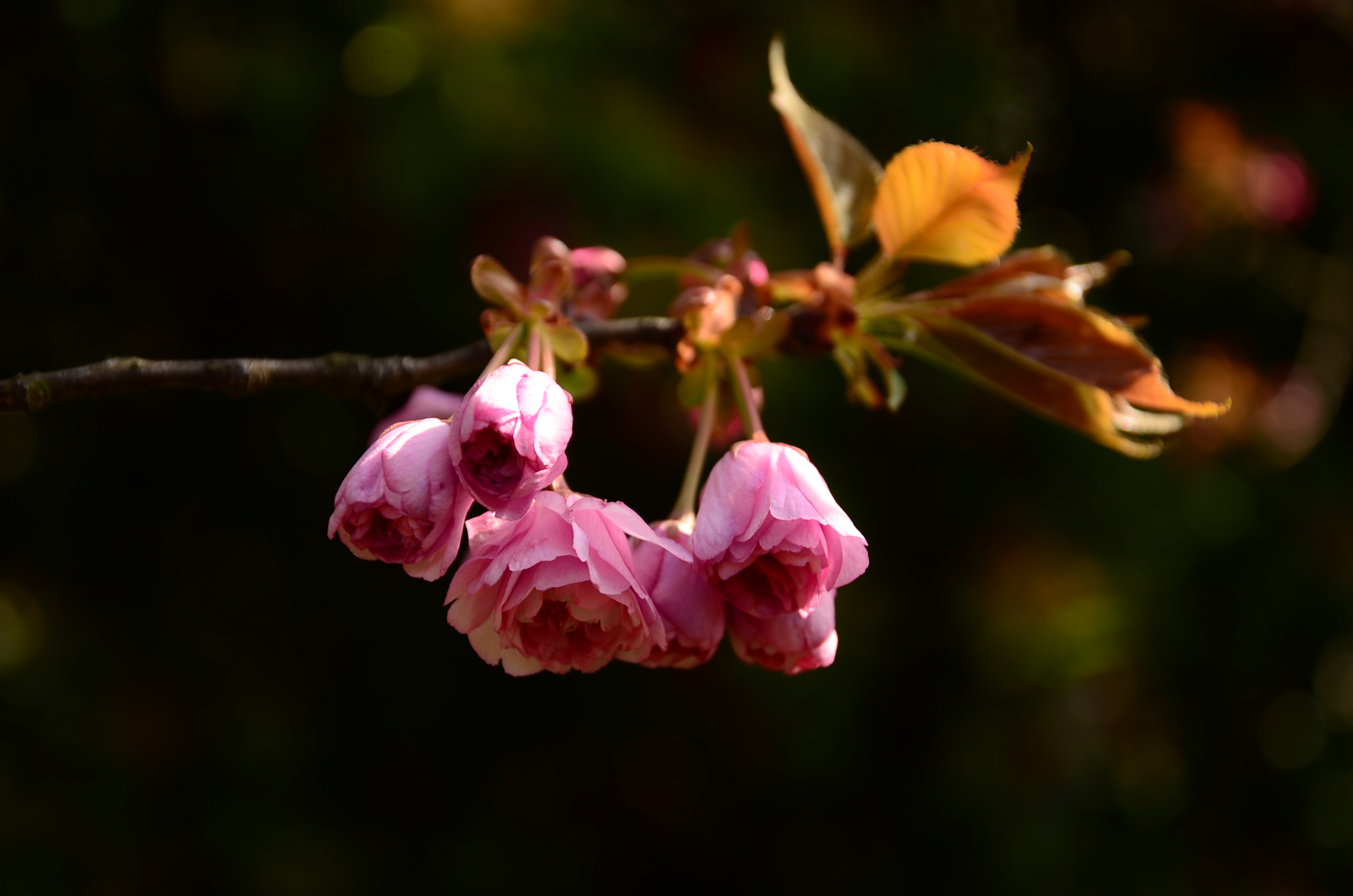 DSC_7439.JPG