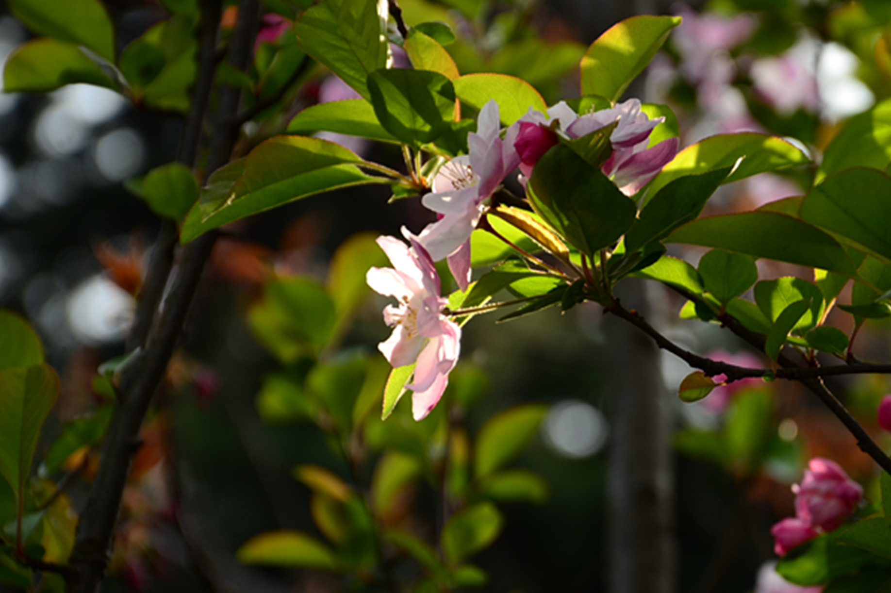 DSC_7320.jpg