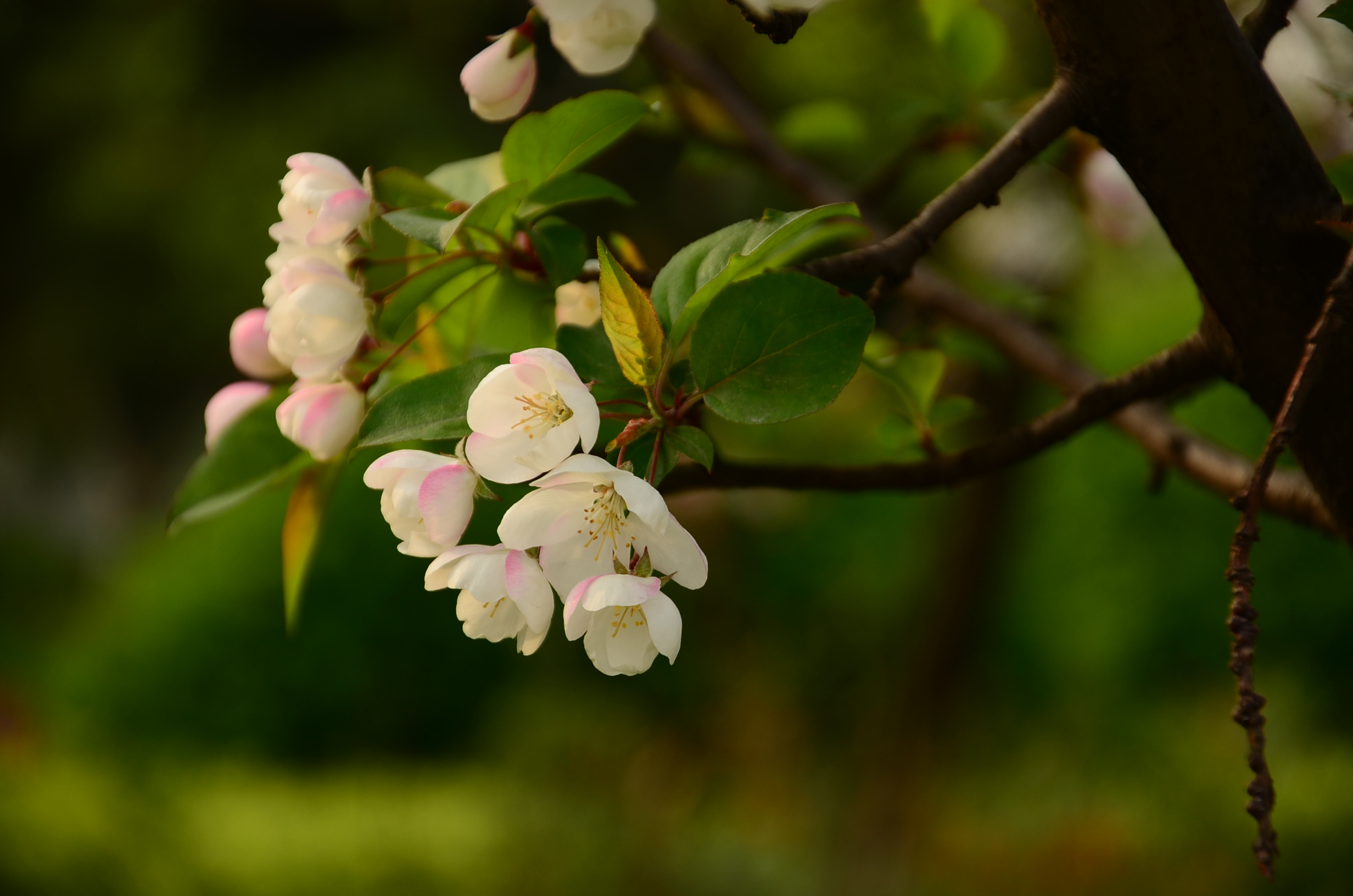 DSC_6374.JPG