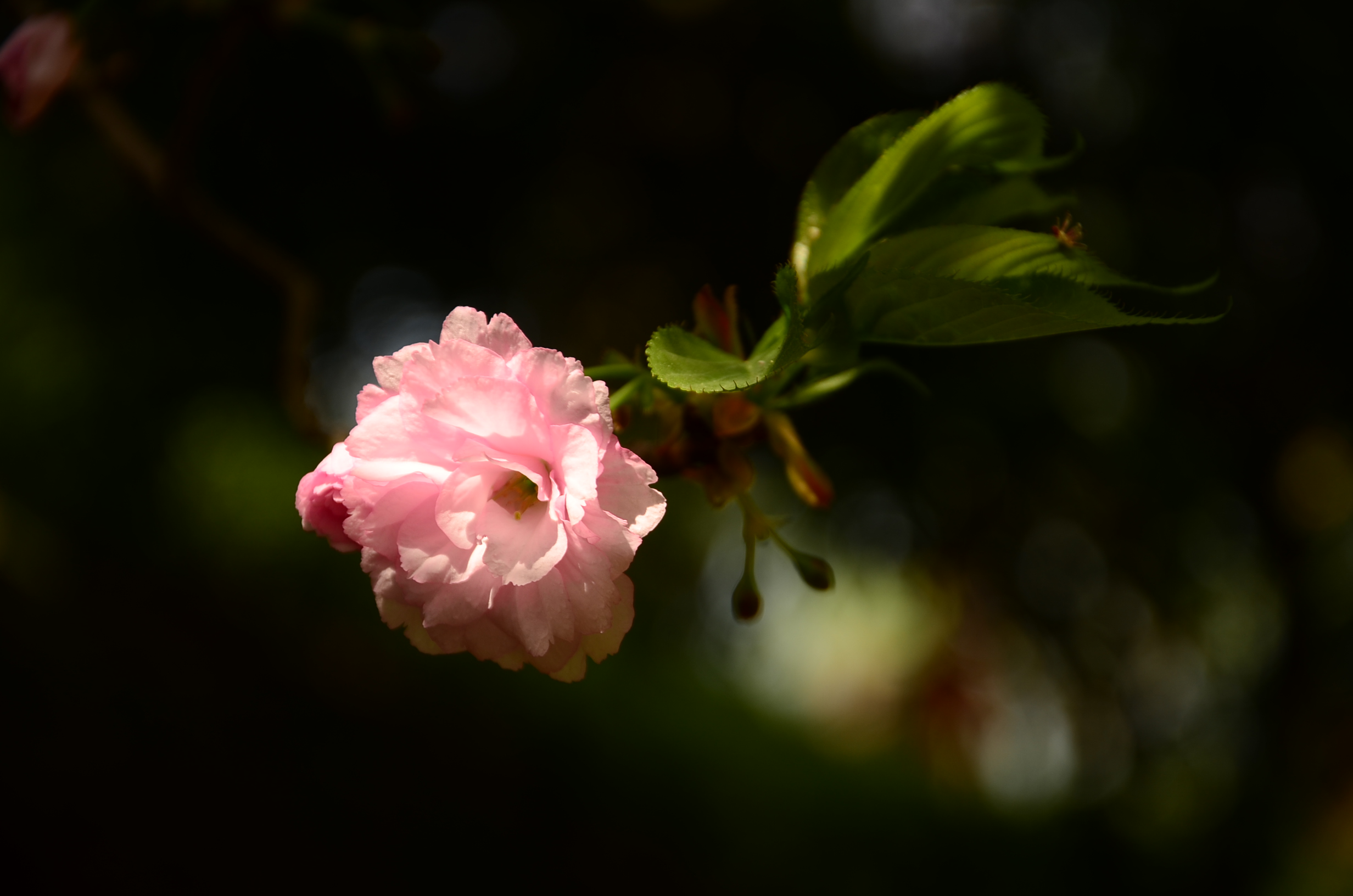 DSC_7828.JPG