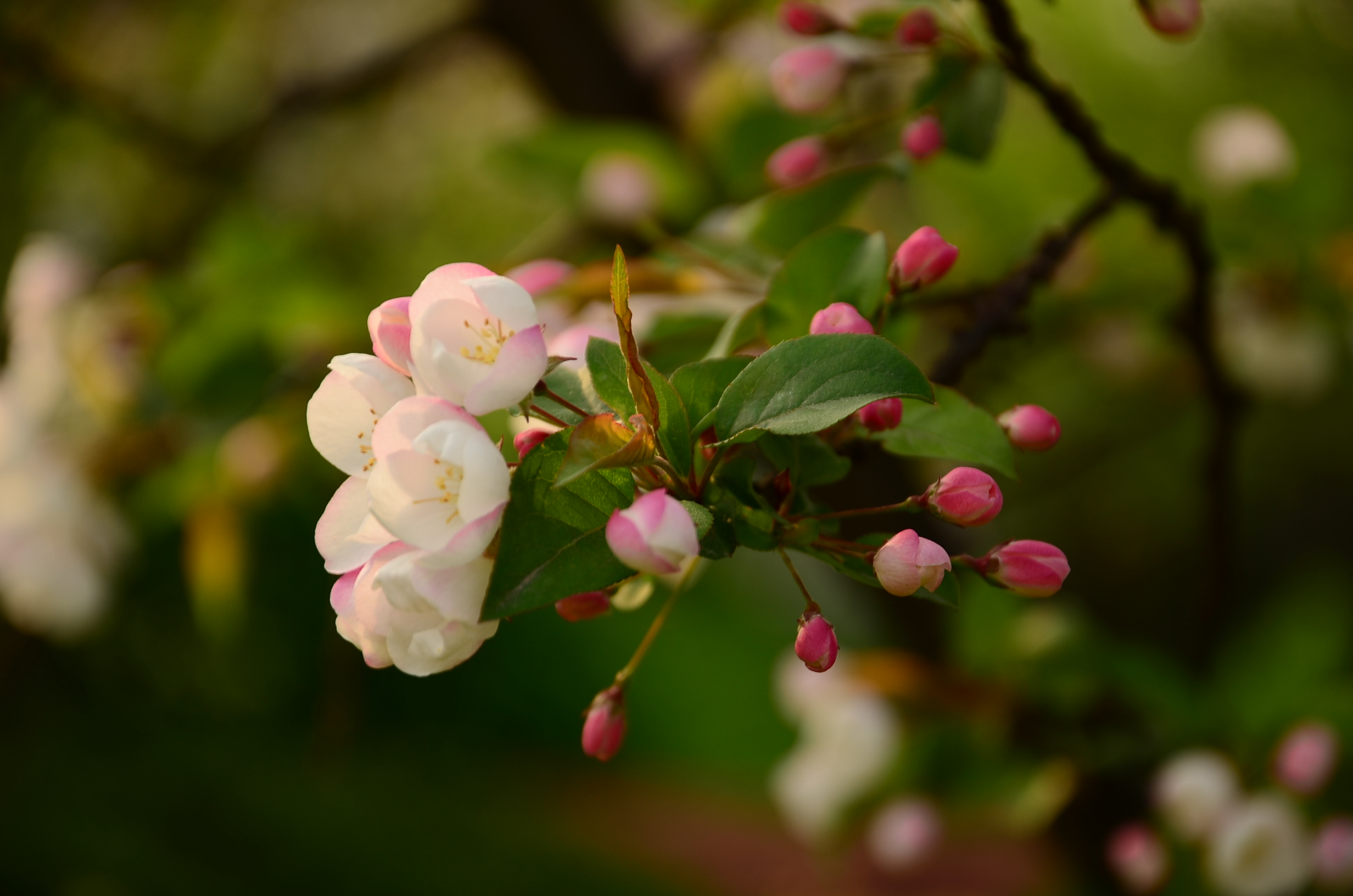 DSC_6383.JPG