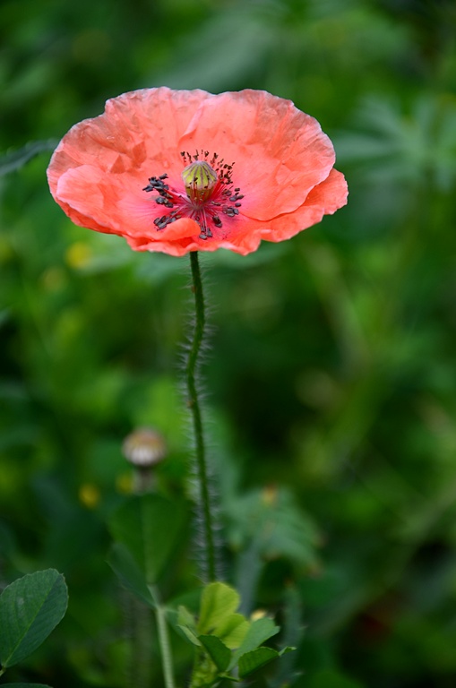 DSC_1593.JPG