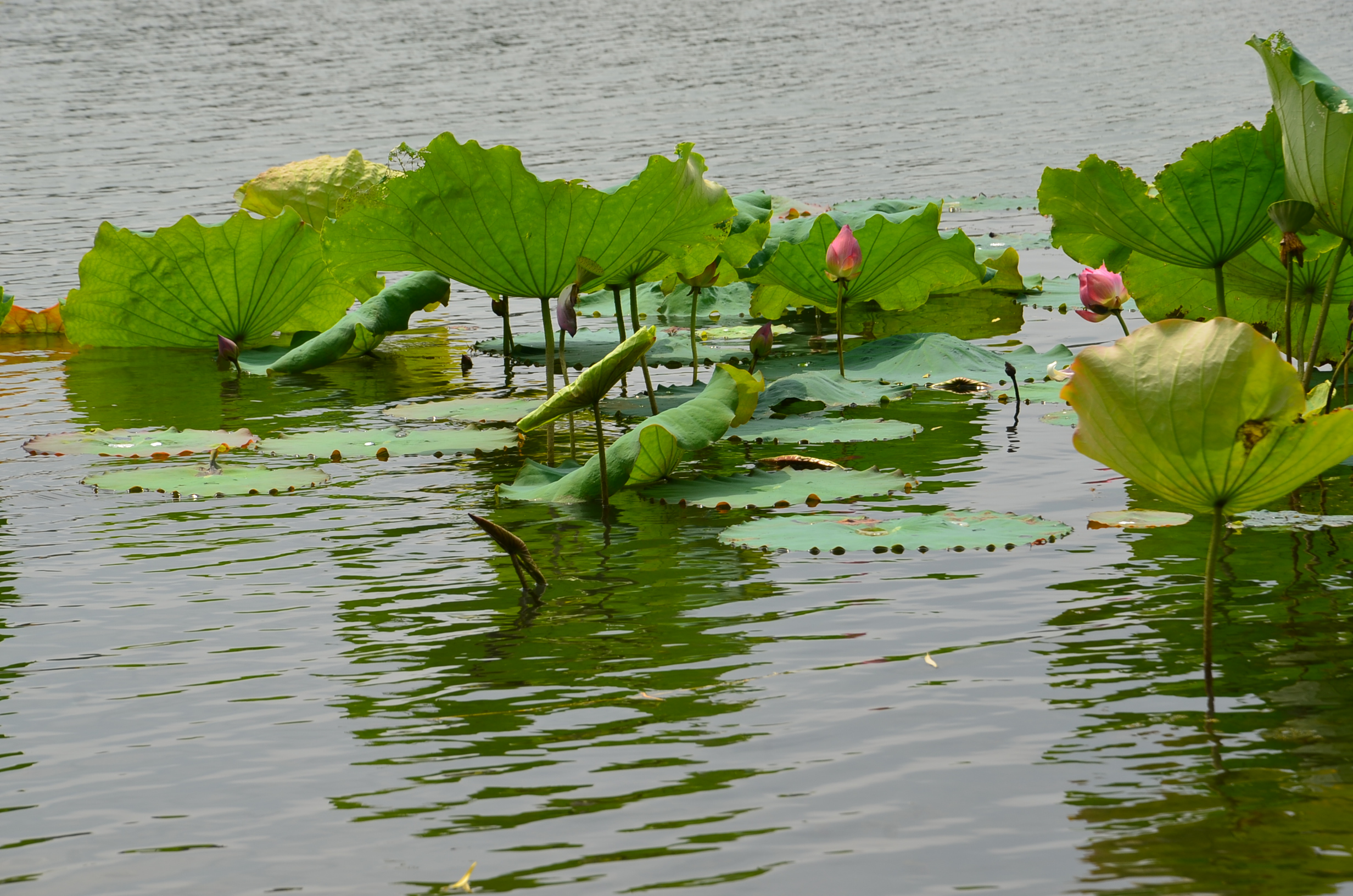DSC_8683.JPG