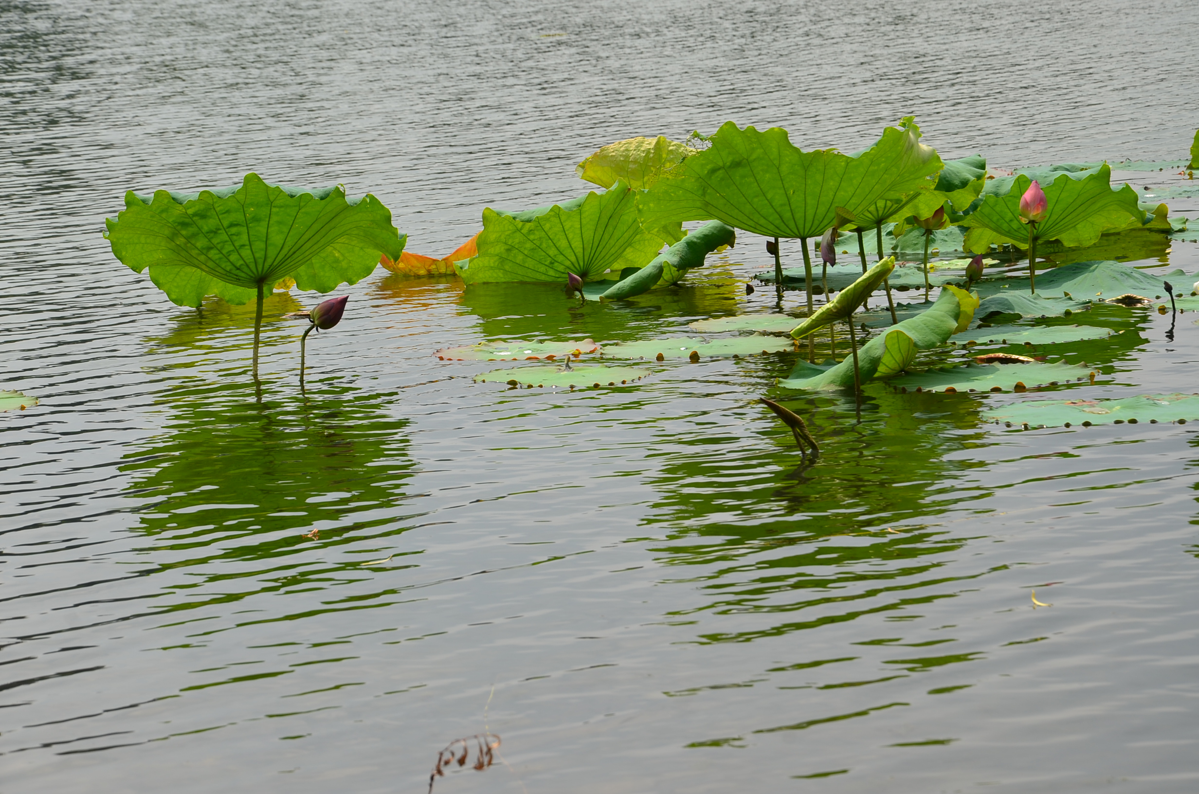 DSC_8685.JPG