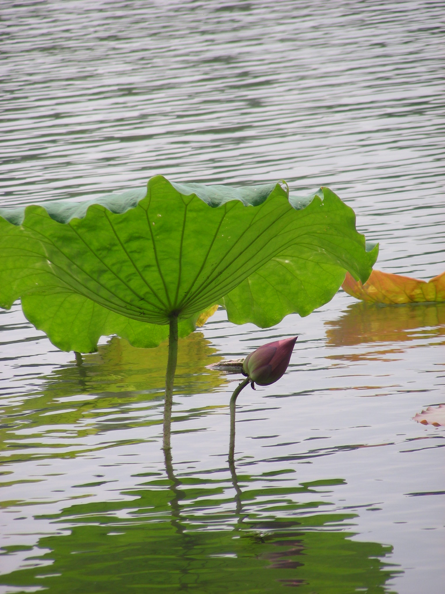 DSCN0106.JPG