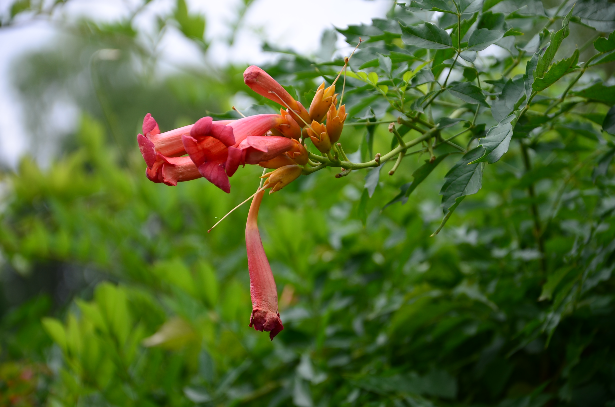 DSC_8599.JPG