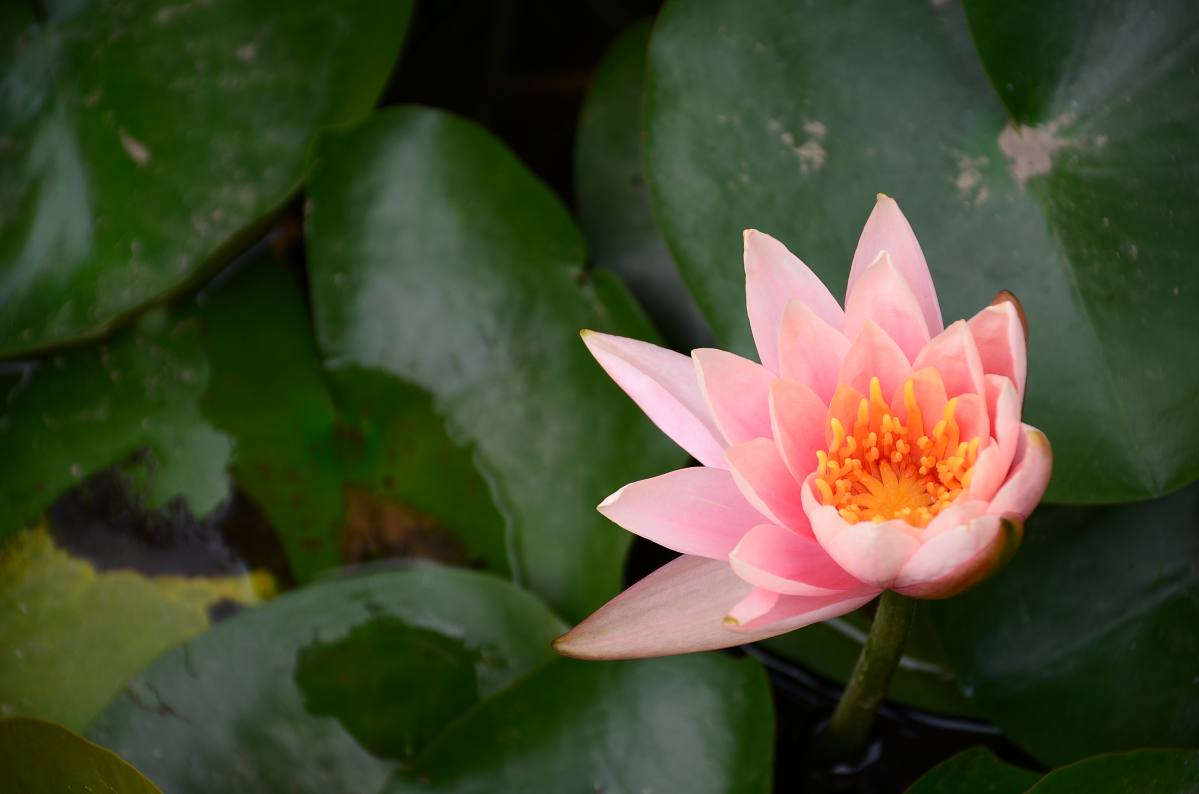 DSC_8555.JPG