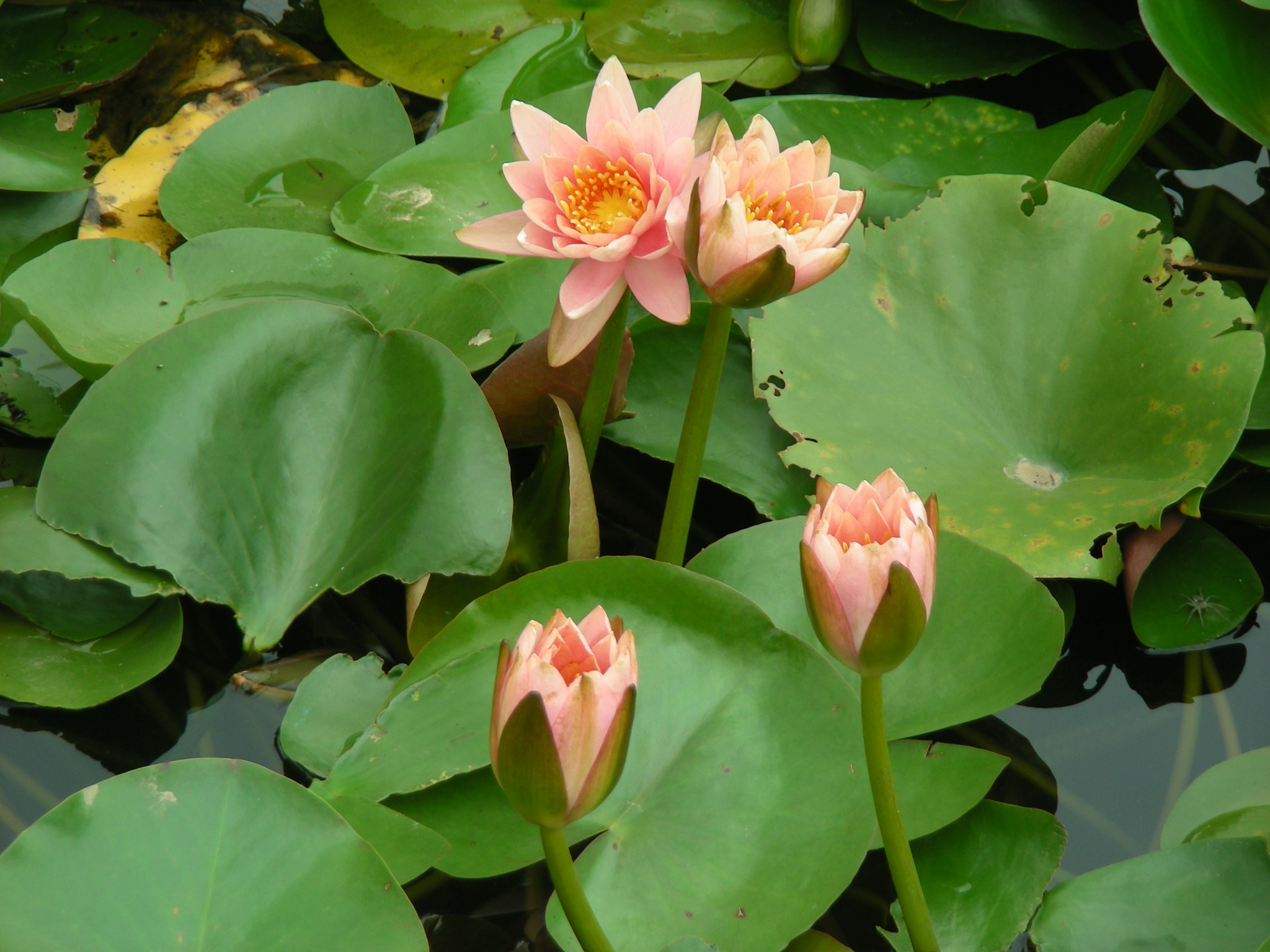 DSCN0041.JPG