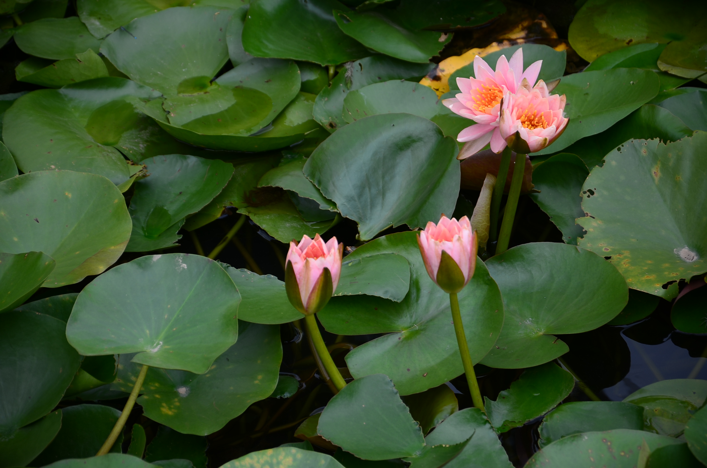 DSC_8556.JPG