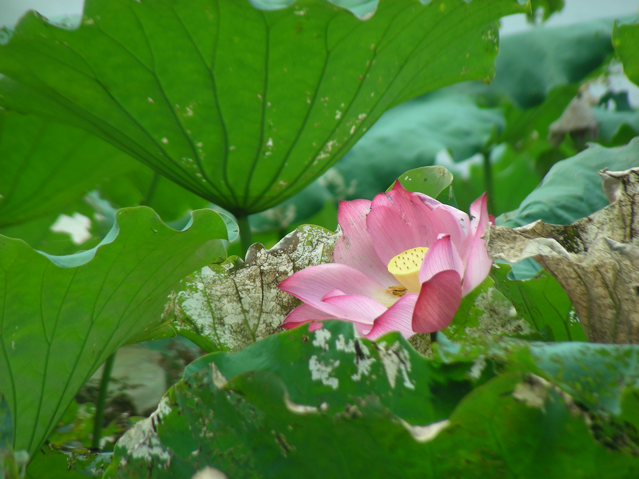 DSCN0098.JPG
