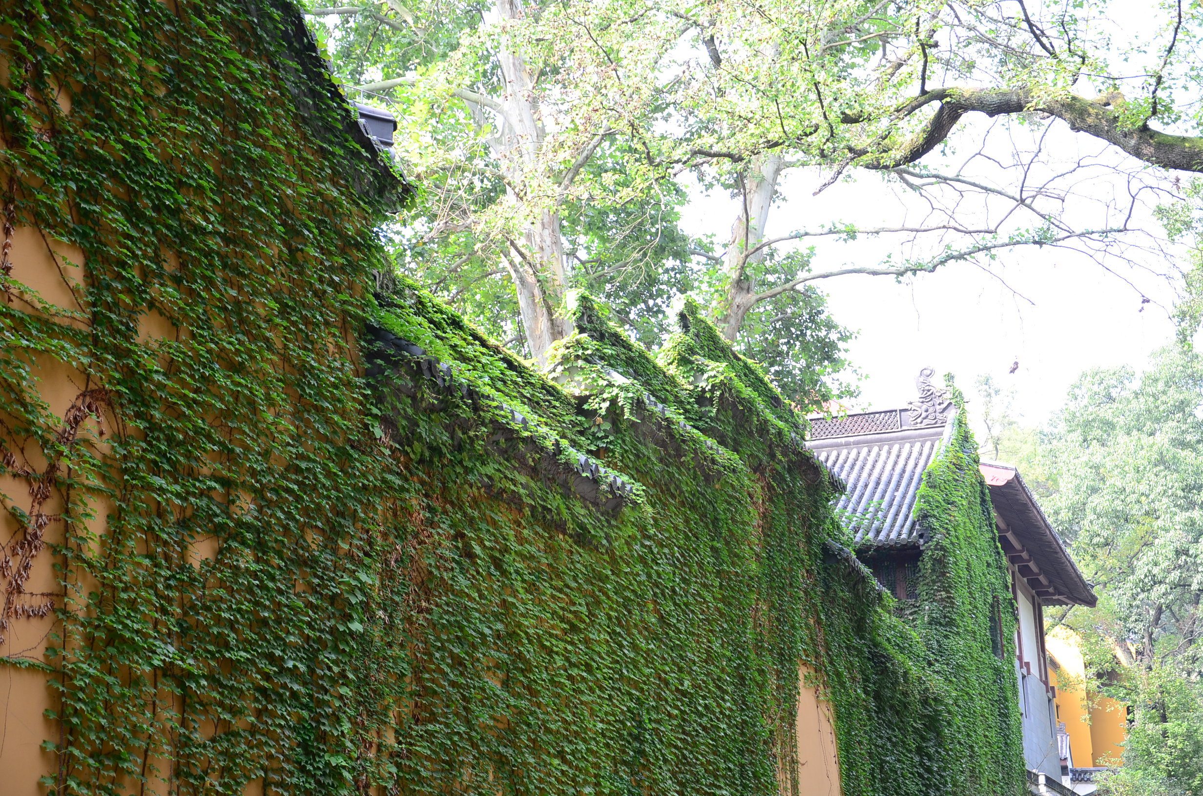DSC_9315.JPG