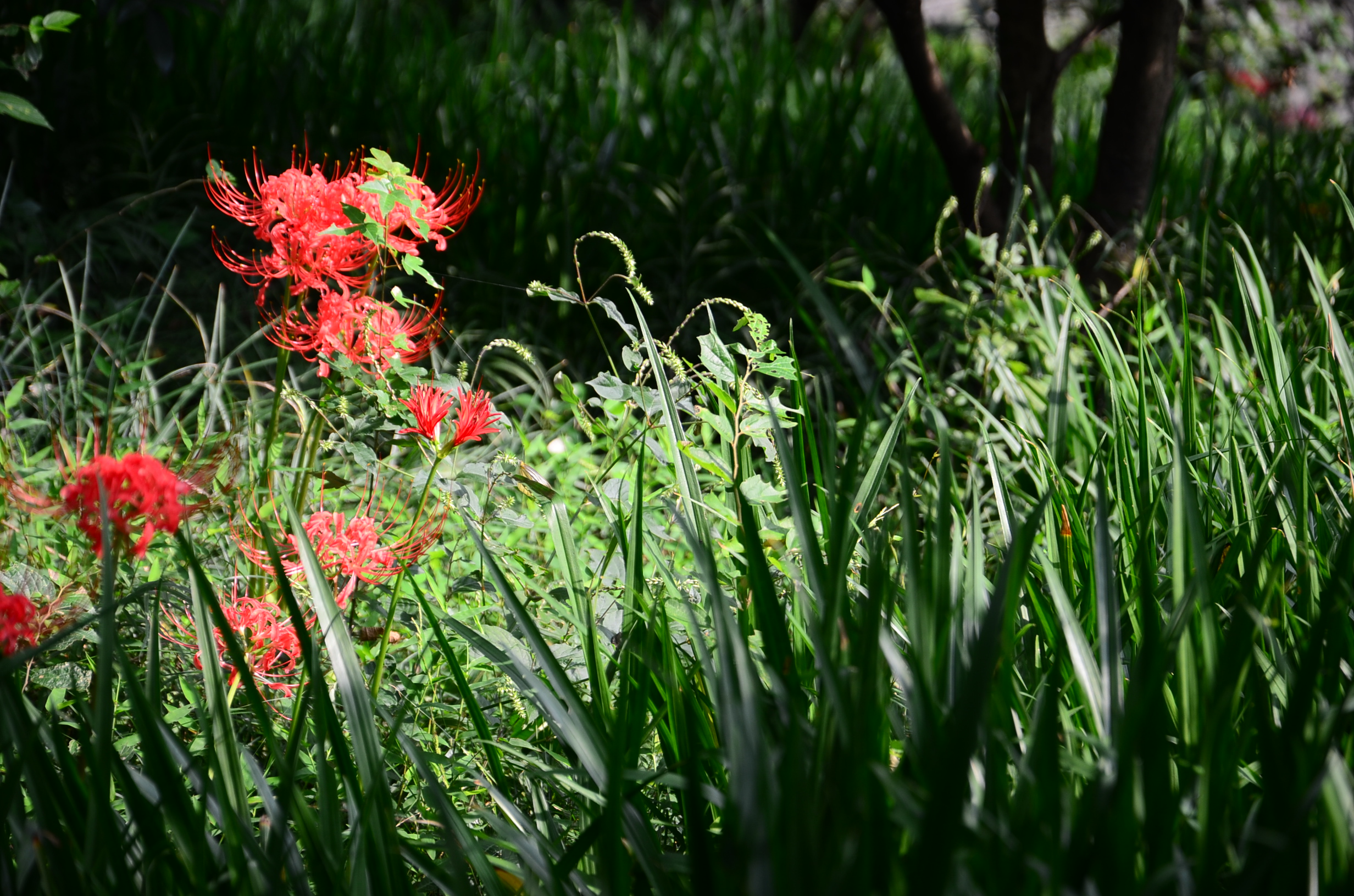 DSC_9365.JPG