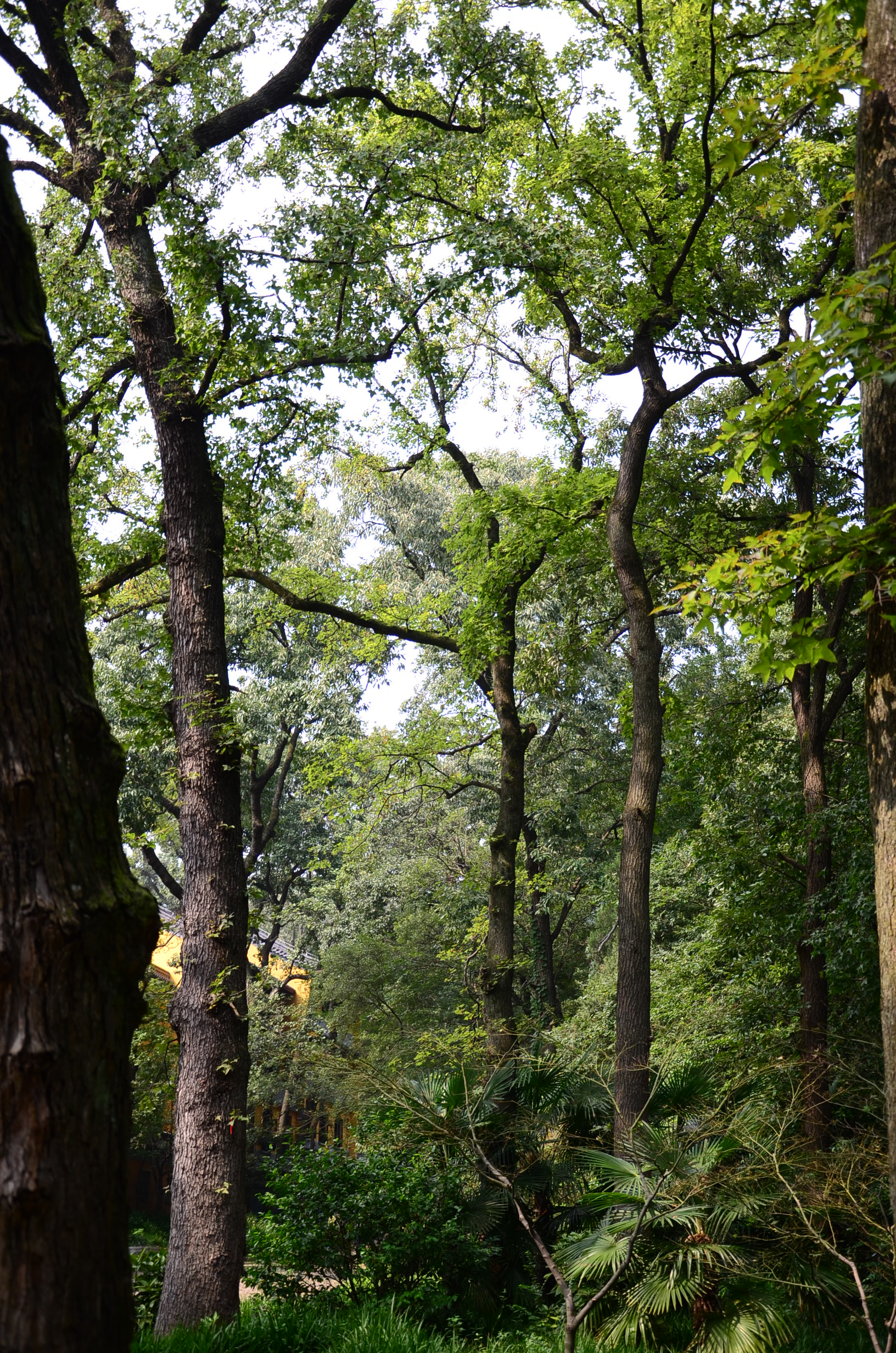 DSC_9307.JPG