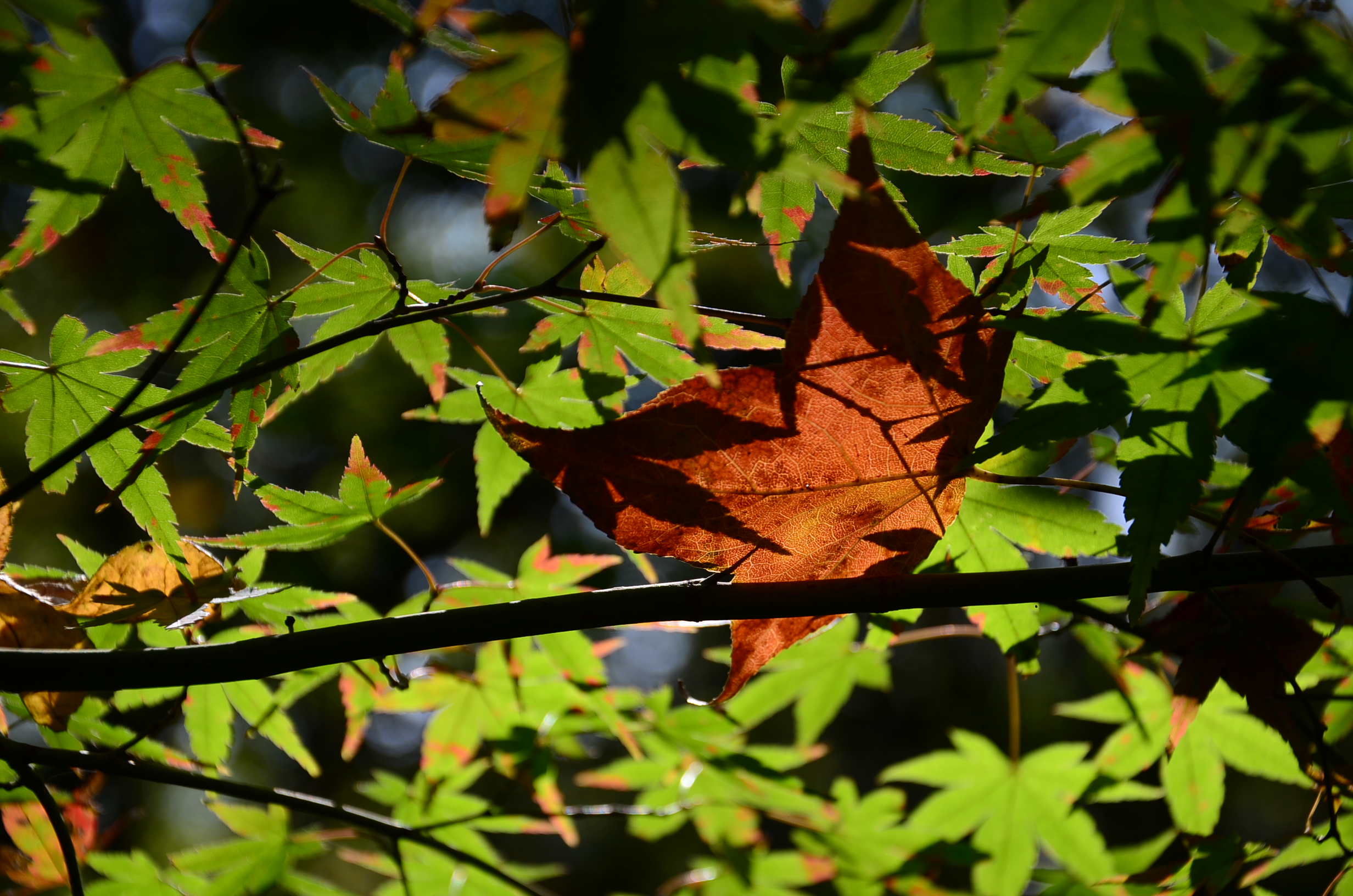 DSC_6599.JPG