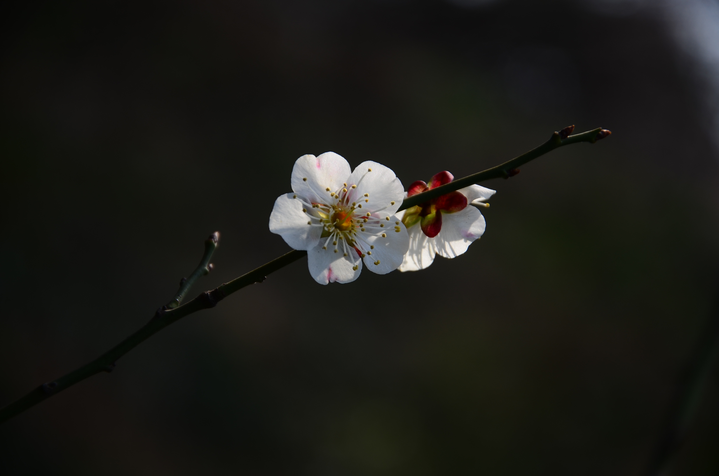DSC_9959.JPG