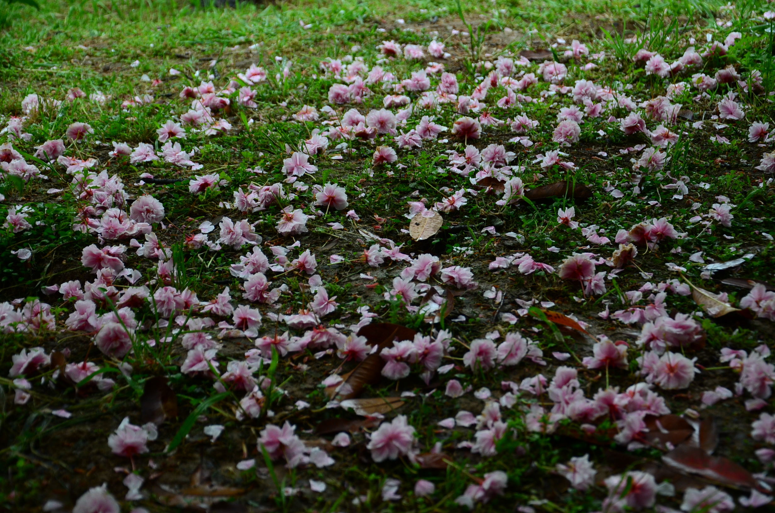 DSC_4799.JPG