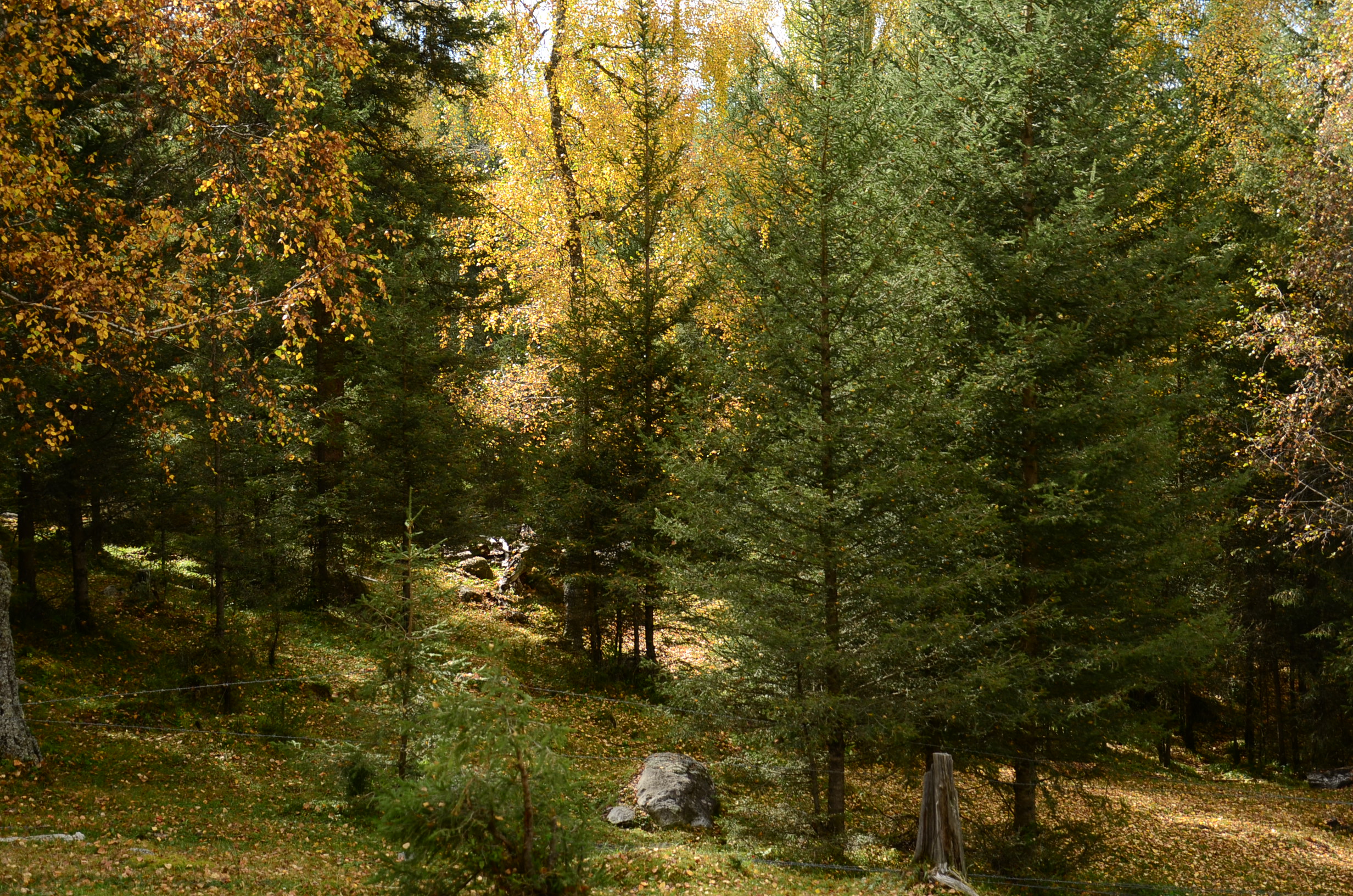 DSC_2187.JPG