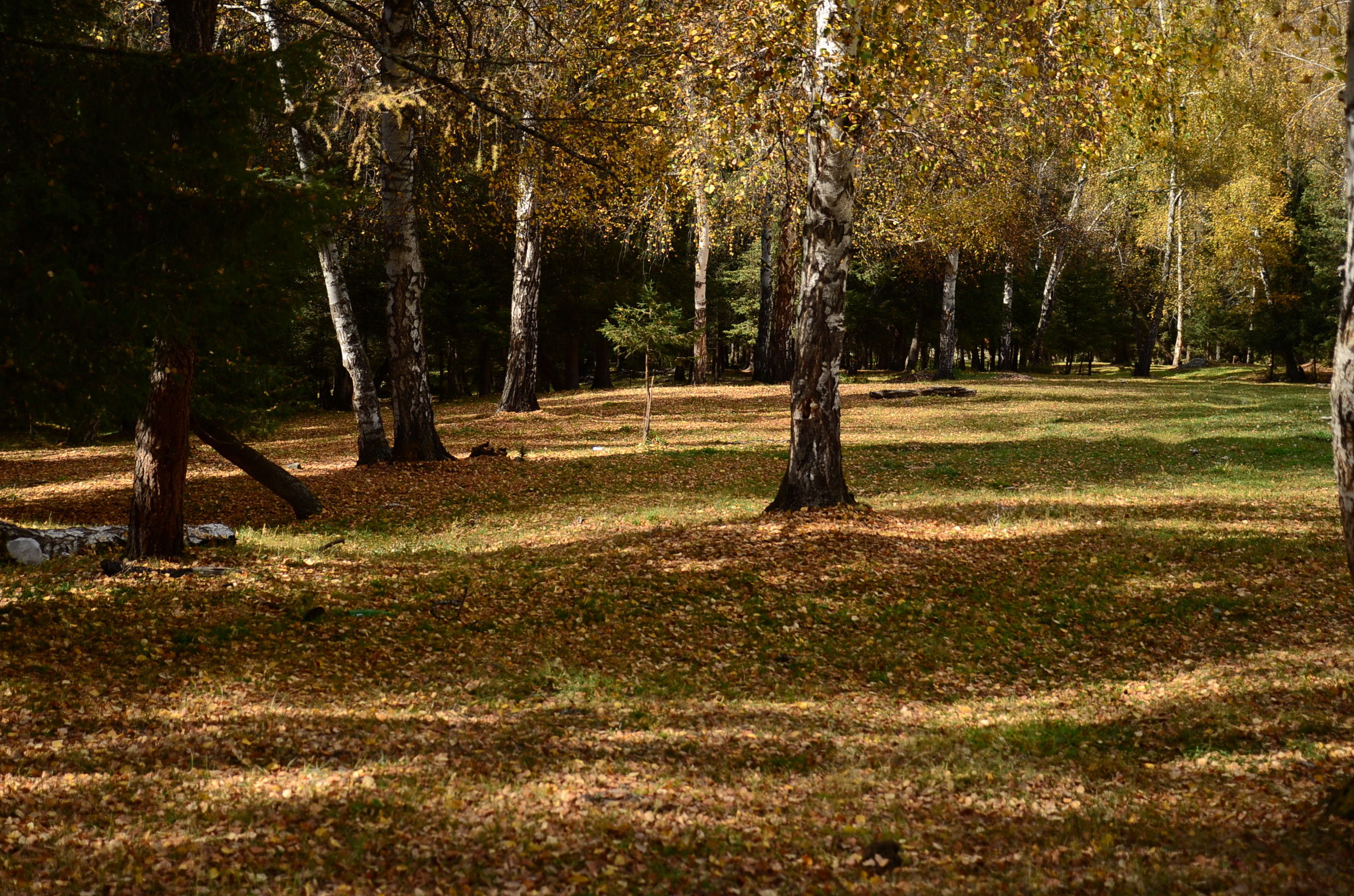 DSC_2226.JPG