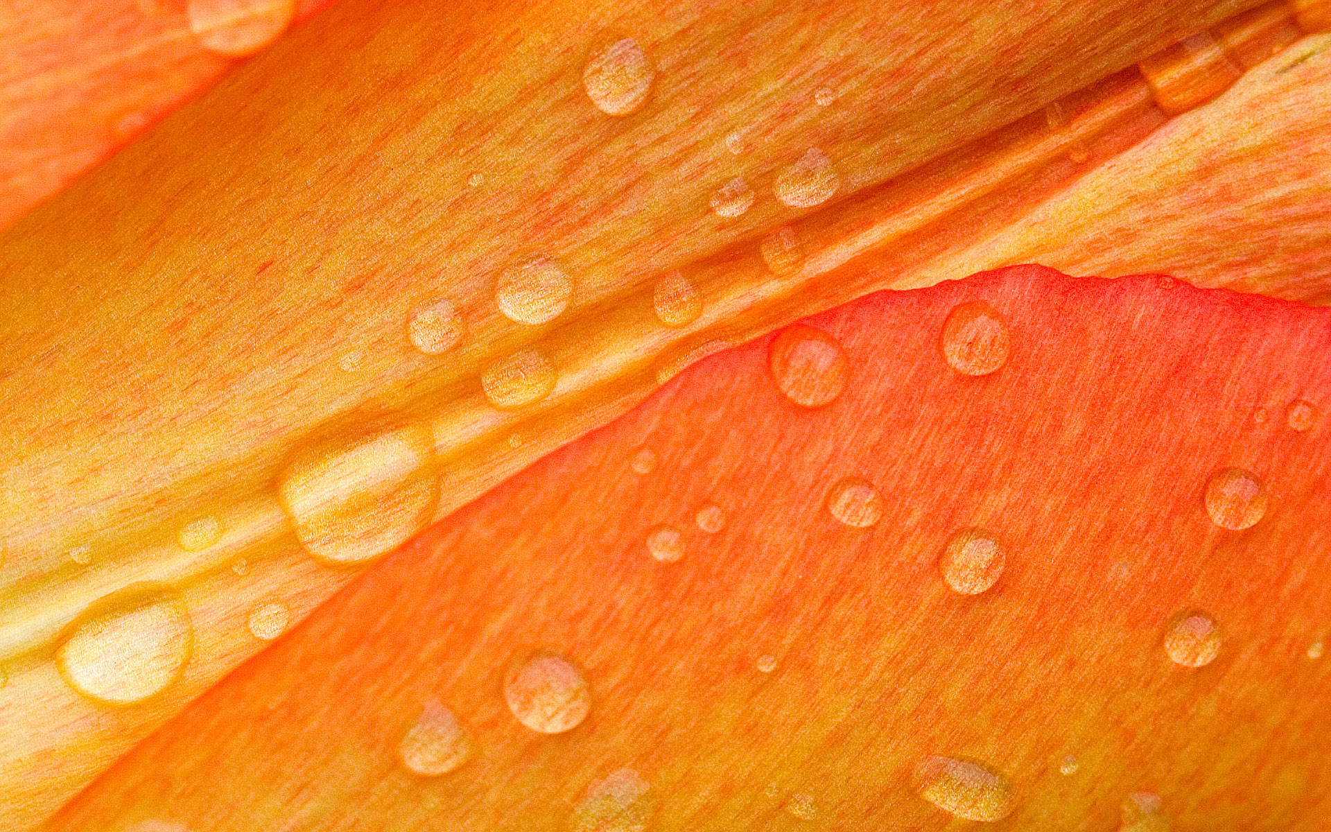 01226_flower25_1920x1200.jpg