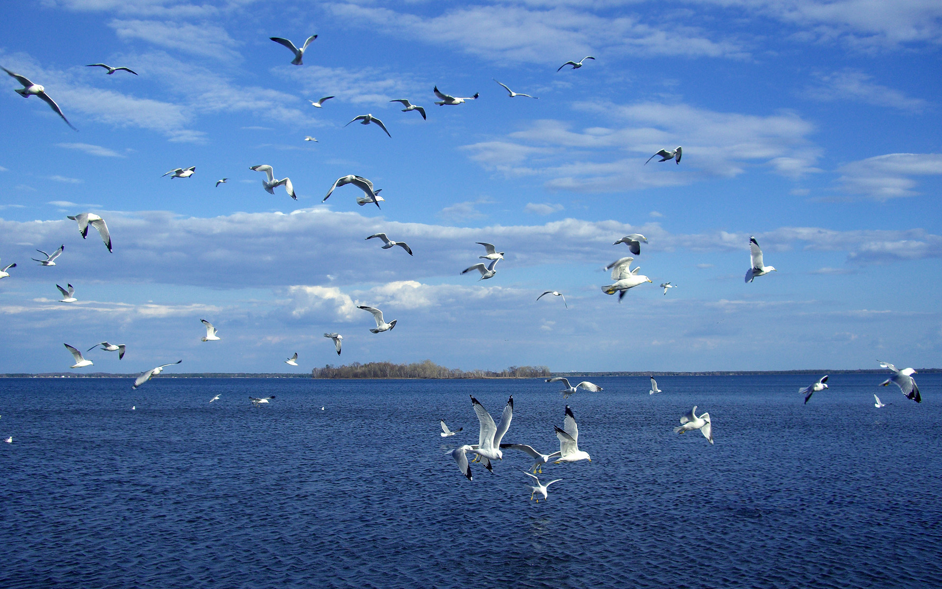 01240_seagulls_1920x1200.jpg