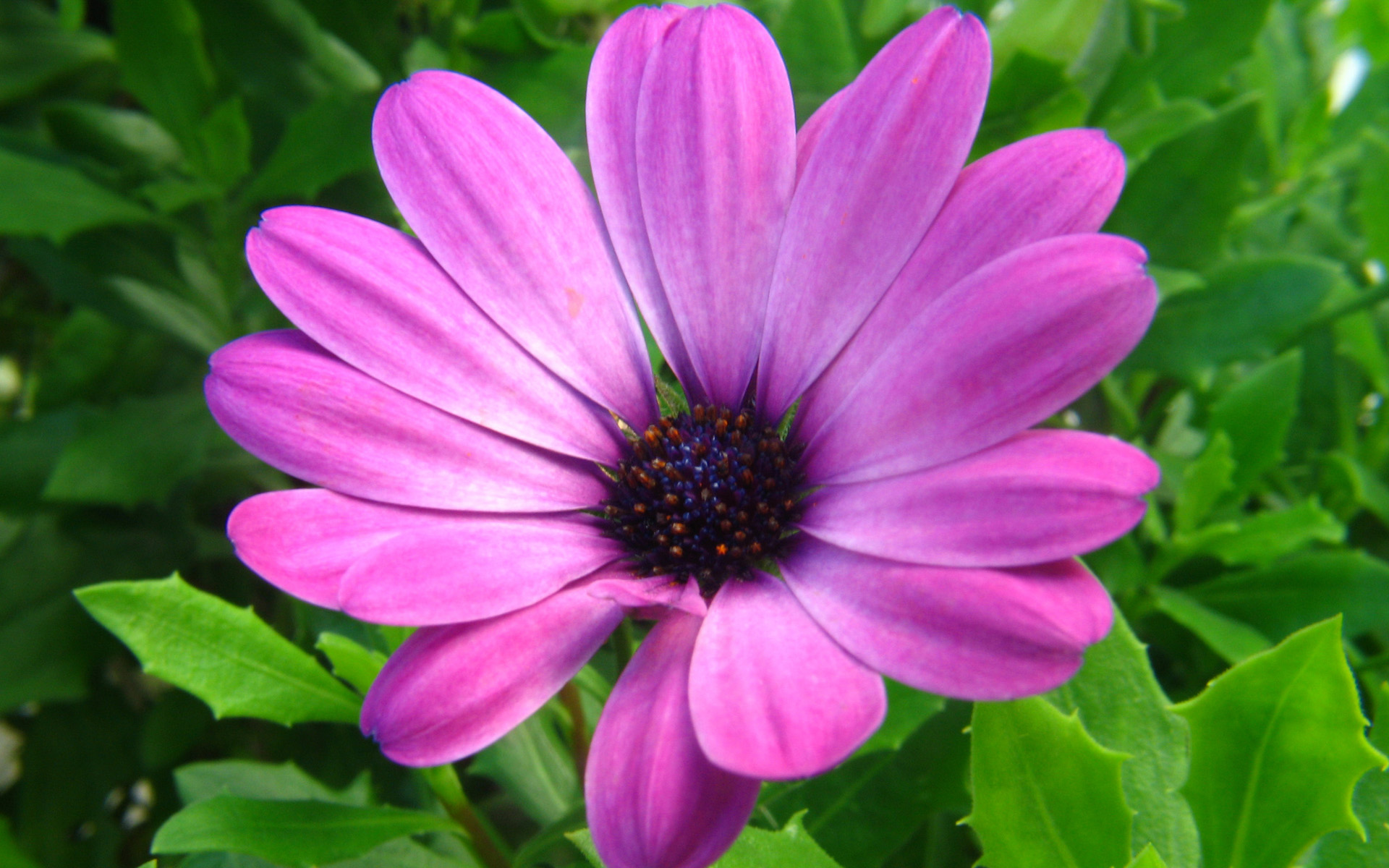 01214_purpleflower_1920x1200.jpg