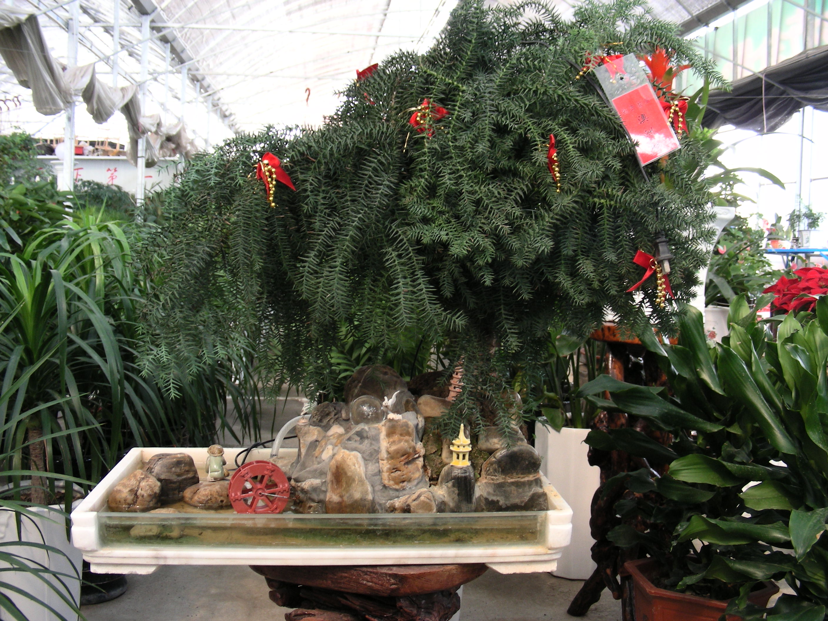 DSCN9813.JPG