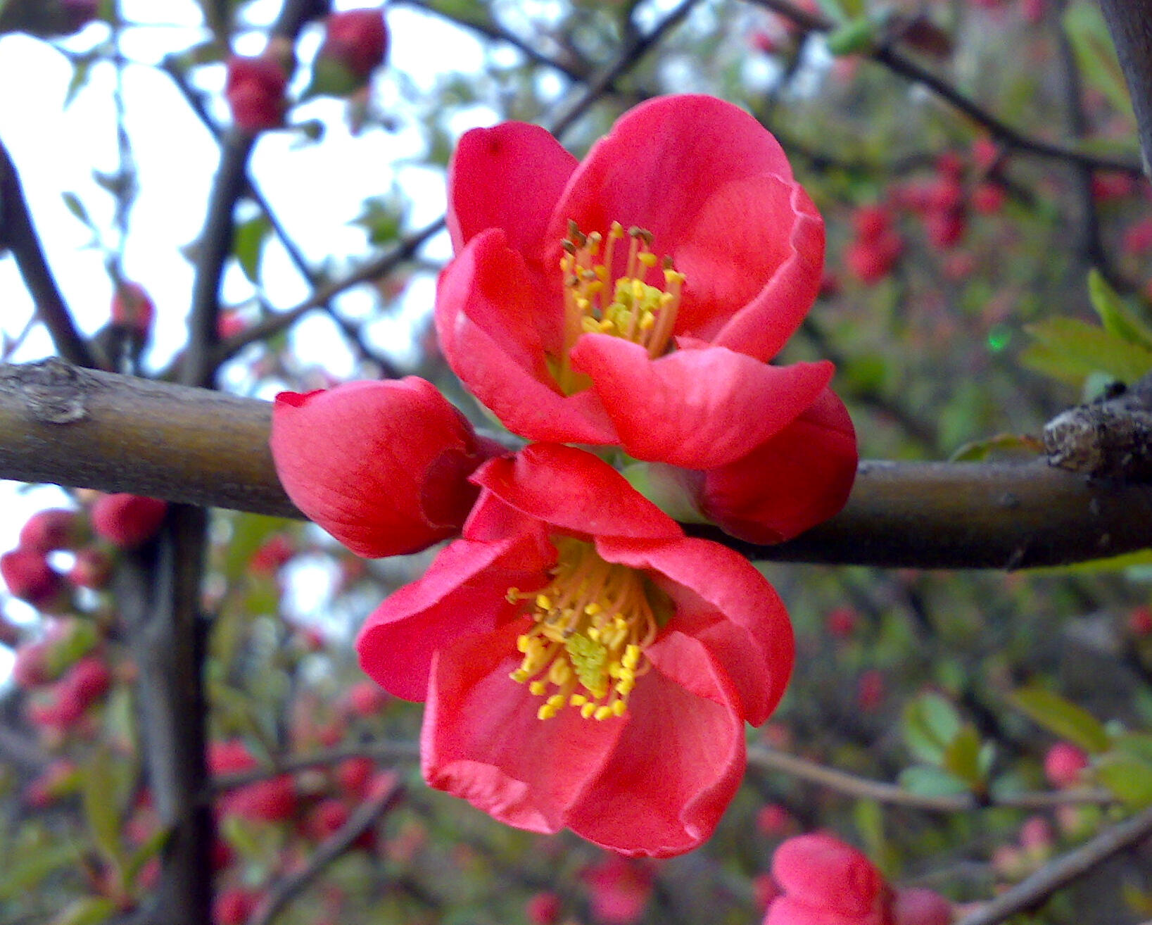 20100315937.jpg