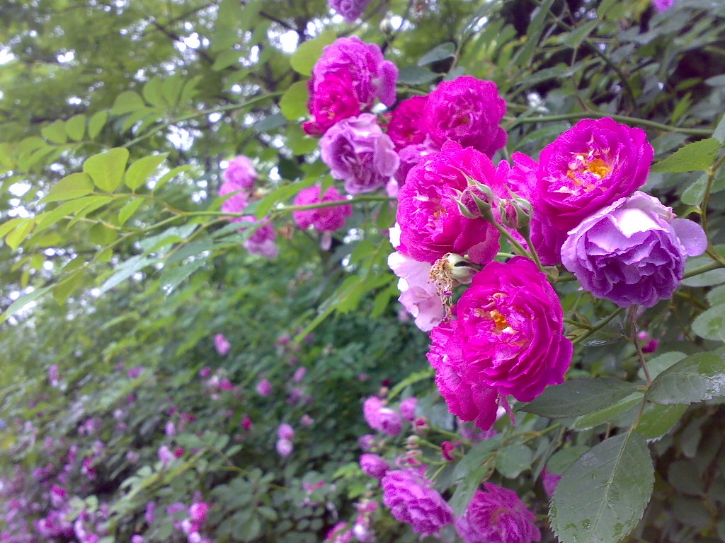 201005161175.jpg