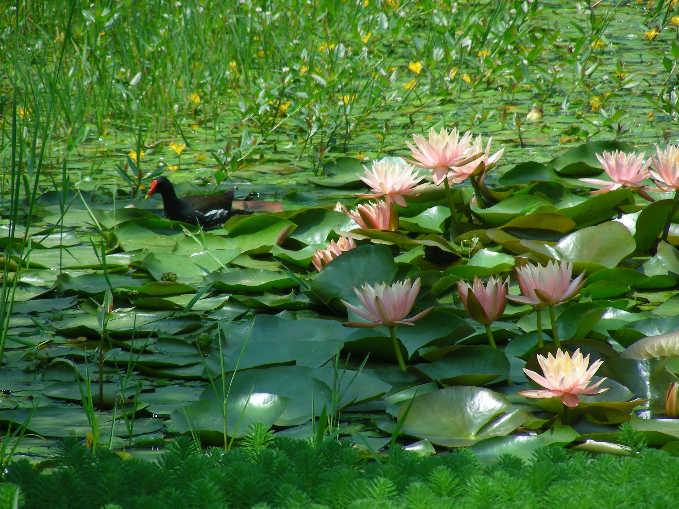 DSCN0047.JPG